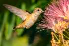 USA, New Mexico. Broad-tailed hummingbird feeding on mimosa blossom. Art Print